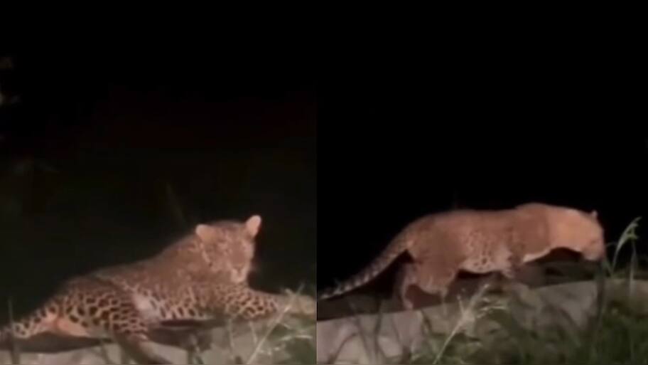 Viral Video: சாலையில் ஒய்யாரமாக படுத்து இருந்த சிறுத்தை! வைரலாகும் வீடியோ!