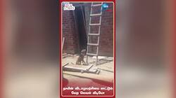 நாயின் விடாமுயற்சியை காட்டும் வேற லெவல் வீடியோ