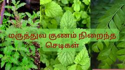 நோய்களை விரட்டி அடிக்கும் ஆற்றல் கொண்ட சில செடிகள்... கட்டாயம் வீட்டில் இருக்கட்டும்