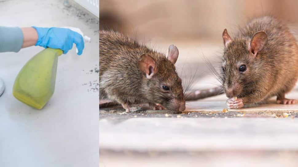 Simple Tips to Get Rid of Rats at Home Naturally | வீட்டில் எலிகள் ...