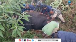 பிவிசி குழாயுடன் திரிந்த காட்டெருமை!