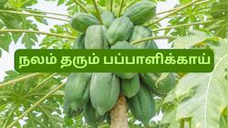 வெயிட் லாஸ் முதல் சுகர் லெவல் வரை... ஆச்சரியங்களை தரும் பப்பாளிக்காய்... வாரம் 2 முறையாவது சாப்பிடுங்க