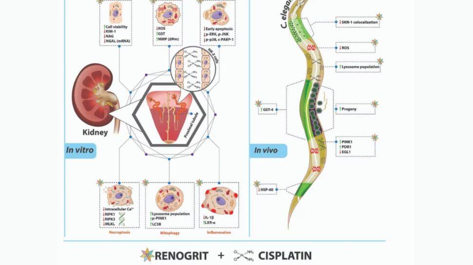 பதஞ்சலியின் வரலாற்றுச் சாதனை: உலகின் புகழ்பெற்ற ஜர்ணலில் சேர்க்கப்பட்டது சிறப்பு ஆராய்ச்சி