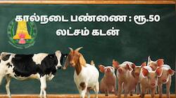 கால்நடை பண்ணை அமைக்க ரூ.50 லட்சம் கடன், மானியம் கொடுக்கும் தமிழ்நாடு அரசு - உடனே விண்ணப்பிக்கவும்