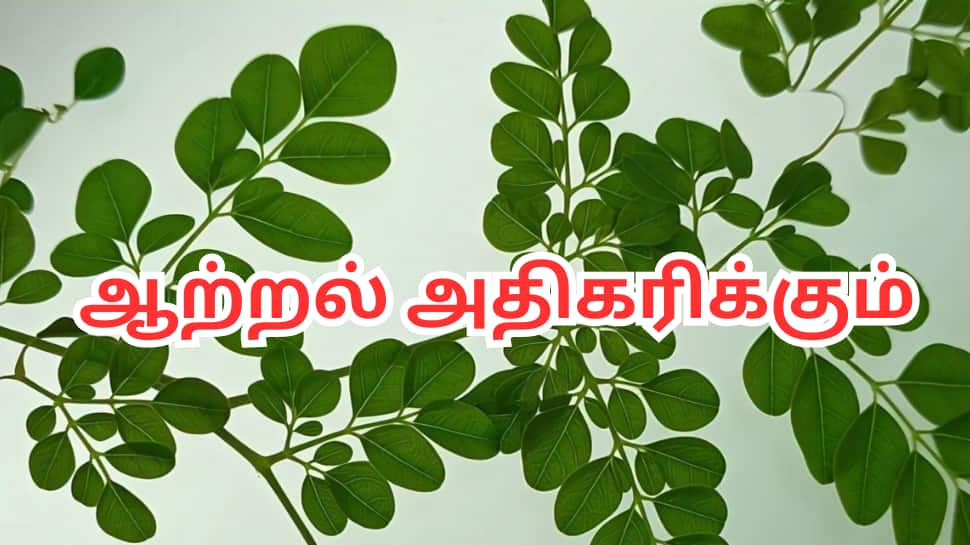 முருங்கை இலை நன்மைகள்
