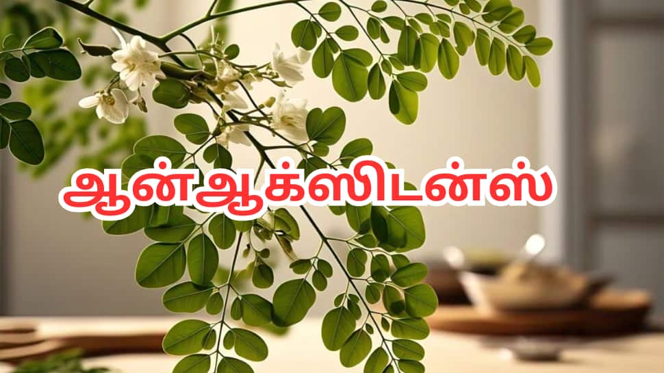 முருங்கை இலை நன்மைகள்