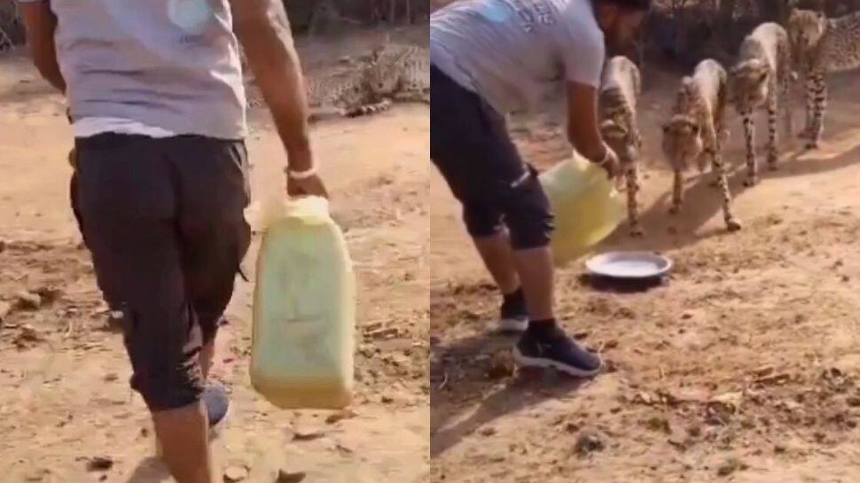 சிறுத்தைக்கு தண்ணீர் வைத்ததால் ஏற்பட்ட சோகம்! வைரல் வீடியோ..