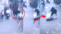 ஜாலியா பைக் ஓட்டும் மாடு! எவ்ளோ உஷாரா இருக்கு பாருங்க..வைரல் வீடியோ..