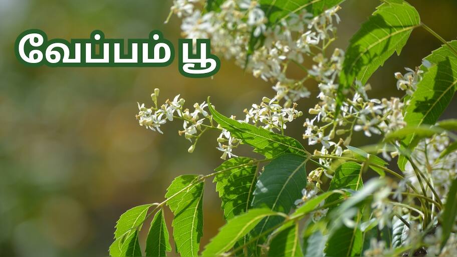 Numerous Benefits of Neem Flower or Veepam poo From Controlling Mental ...