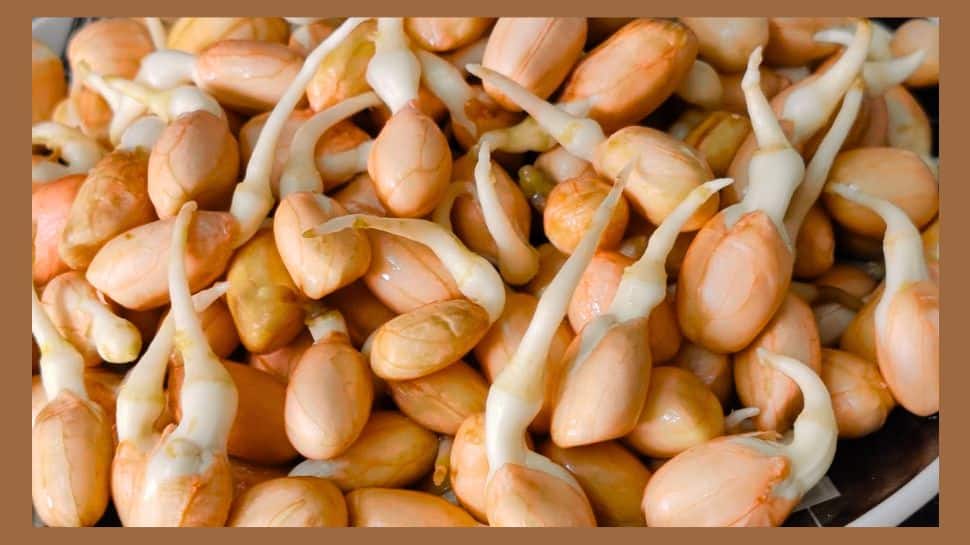 தினமும் ஒரு கைப்பிடி முளைத்த வேர்க்கடலை சாப்பிடுவதால் கிடைக்கும் அற்புத நன்மைகள்