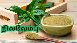 கணயத்தில் இன்சுலினை தூண்டி... நீரிழிவு நோயை... நிர்மூலமாக்கும் நிலவேம்பு மூலிகை