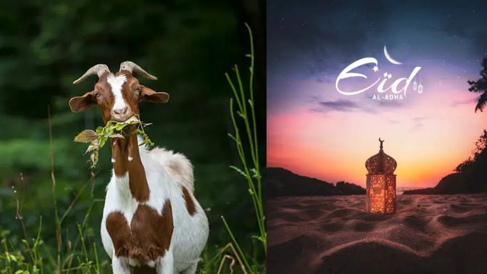 பக்ரீத்தின் போது ஆடுகள் வெட்டப்படுவது ஏன்? காரணம் இதுதான்.. பக்ரீத்தின் போது ஆடுகள் வெட்டப்படுவது ஏன்? காரணம் இதுதான்..