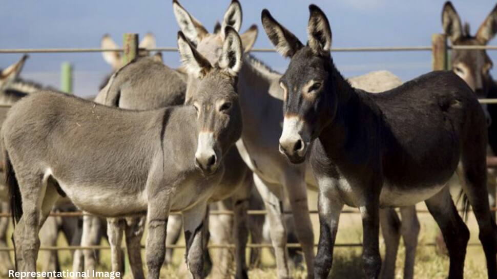 பாகிஸ்தானில் ஒரு கழுதையின் விலை ரூ.2 லட்சம்... காரணம் சீனா தான்... என்ன மேட்டர்?