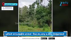 மானை வேட்டையாடிய செந்நாய்களை... துரத்திய காட்டு யானை..
