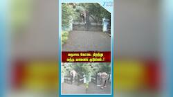 சார்... வீட்ல யாராச்சும் இருக்கீங்களா..! நைசாக கேட்டை திறந்து வந்த யானைக் குடும்பம்