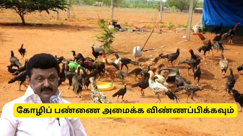 நாட்டுக்கோழி வளர்ப்பில் கோடீஸ்வரராக வேண்டுமா? திருநெல்வேலி மக்களுக்கு குட் நியூஸ்