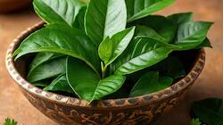 கறிவேப்பிலையின் அதிசய சக்தி – கூந்தல் வளர்ச்சிக்கு இயற்கையான தீர்வு!