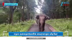 Viral Video: சுற்றுலா வாகனத்தைத் தாக்க வந்த  காட்டு யானையால் பரபரப்பு 