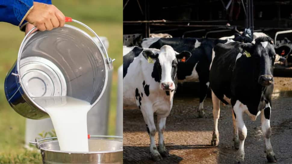 அமெரிக்காவில் இருந்து இந்தியாவுக்கு வரும் அசைவ பால் - அப்படி என்றால் என்ன தெரியுமா?