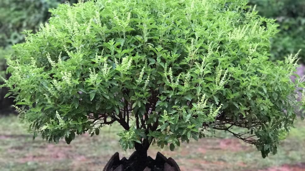 Tulsi Tea