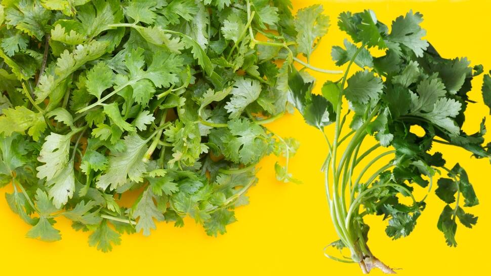Coriander