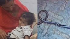 1 வயது குழந்தை கடித்து பாம்பு பரிதாப பலி! இது எப்படி சாத்தியம்? வைரல் செய்தி..