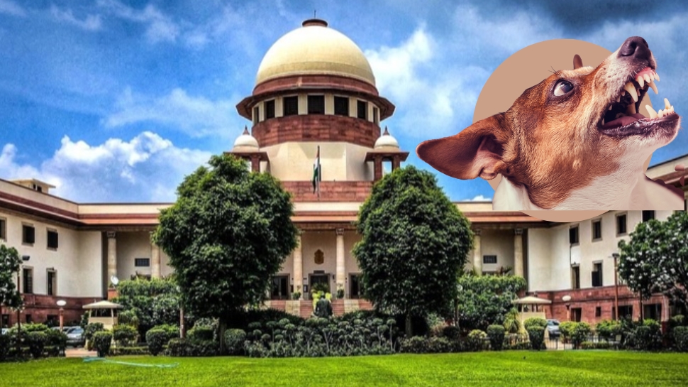 தெருநாய் பிரச்சனையினால் வாடுபவர்களுக்கு நற்செய்தி... உச்ச நீதிமன்றம் அதிரடி உத்தரவு தெருநாய் பிரச்சனையினால் வாடுபவர்களுக்கு நற்செய்தி... உச்ச நீதிமன்றம் அதிரடி உத்தரவு