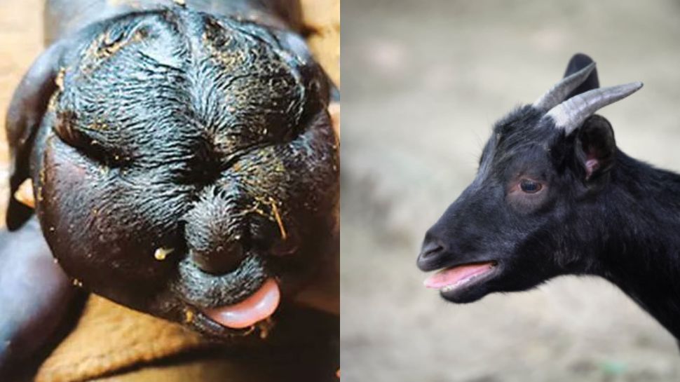 ஆட்டுக்கு மனித முகத்துடன் பிறந்த குட்டி? இதற்கு காரணம் என்ன? நீங்களே பாருங்கள்.. ஆட்டுக்கு மனித முகத்துடன் பிறந்த குட்டி? இதற்கு காரணம் என்ன? நீங்களே பாருங்கள்..