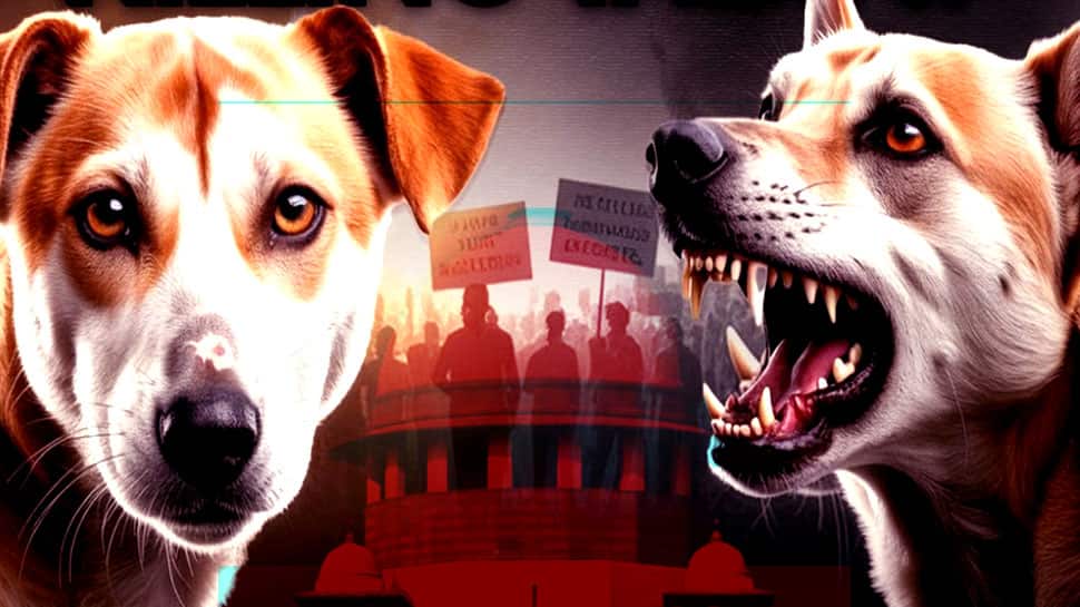 இந்த தெருநாய்களை விட வேண்டாம்.. மற்றதை விடுங்கள் -தீர்ப்பின் முக்கிய அம்சம்..