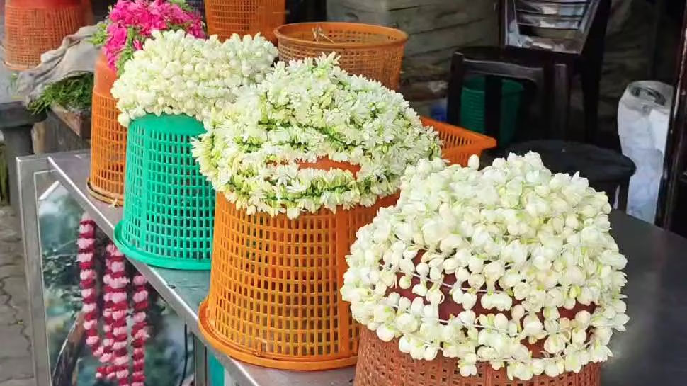 விநாயகர் சதுர்த்தி 2025: பூக்களின் விலை இரு மடங்காக உயர்வு விநாயகர் சதுர்த்தி 2025: பூக்களின் விலை இரு மடங்காக உயர்வு