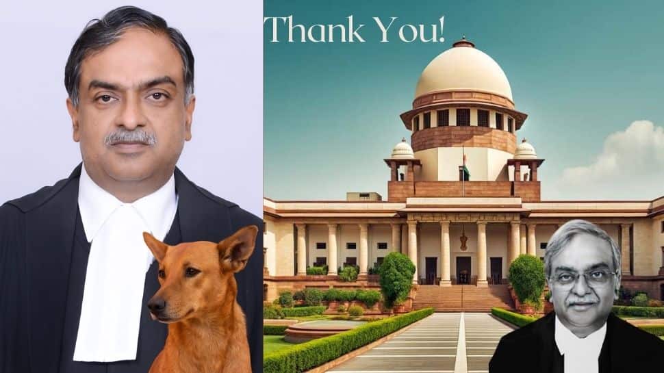 தெரு நாய்களால்...பிரபலமான நீதிபதி! நன்றிகடன் உள்ளதாக நீதிபதி நகைச்சுவை!