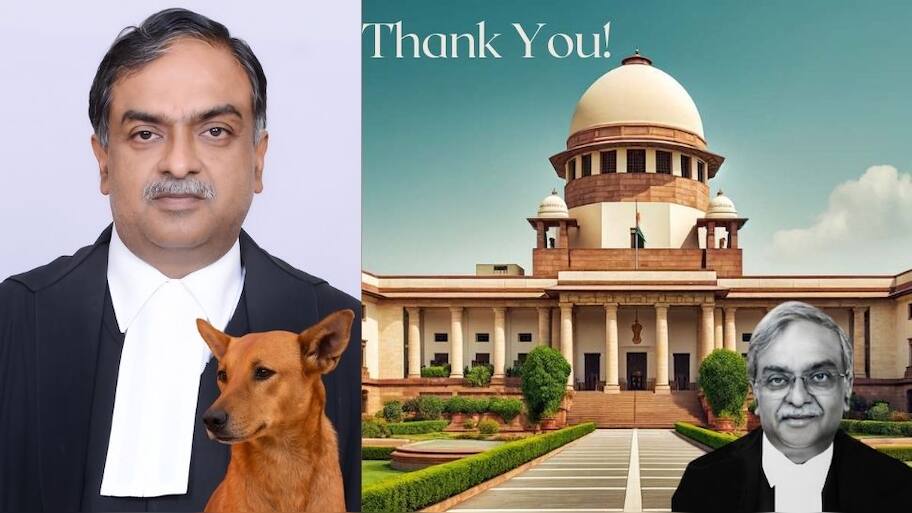 தெரு நாய்களால்...பிரபலமான நீதிபதி! நன்றிகடன் உள்ளதாக நீதிபதி நகைச்சுவை!