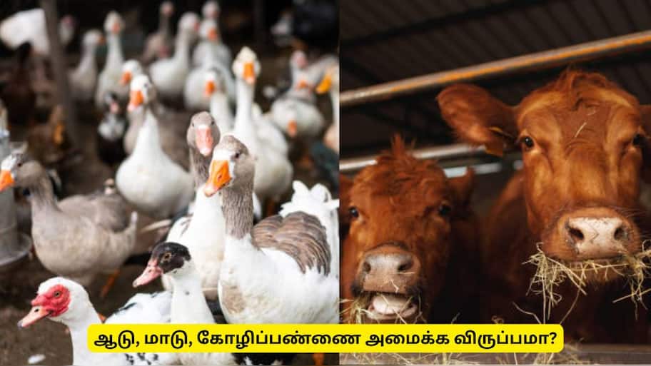 ஆடு, மாடு  பண்ணை வைக்க விருப்பமா? கால்நடை பராமரிப்புத் துறை முக்கிய அறிவிப்பு