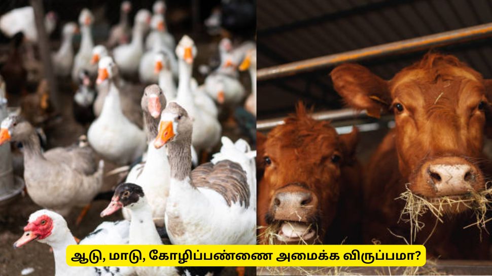 ஆடு, மாடு பண்ணை வைக்க விருப்பமா? கால்நடை பராமரிப்புத் துறை முக்கிய அறிவிப்பு ஆடு, மாடு பண்ணை வைக்க விருப்பமா? கால்நடை பராமரிப்புத் துறை முக்கிய அறிவிப்பு