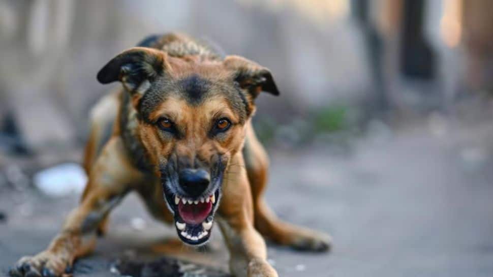 Dangerous Dog 