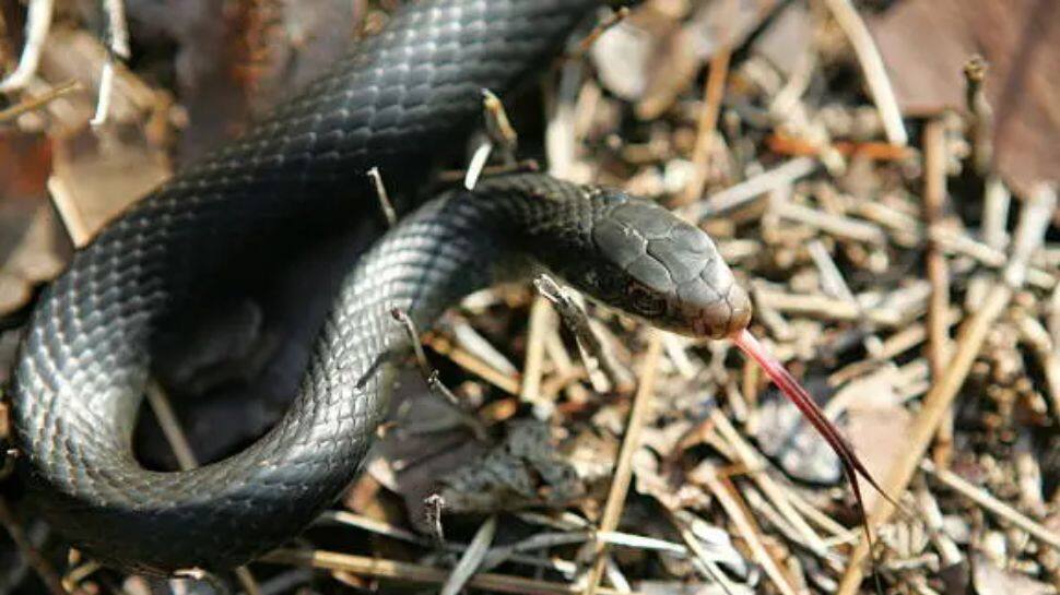 காலை கடித்த கருப்பு பாம்பு..குடிபோதையில் திரும்ப கடித்த நபர்! இப்போ அவருக்கு என்னாச்சு?