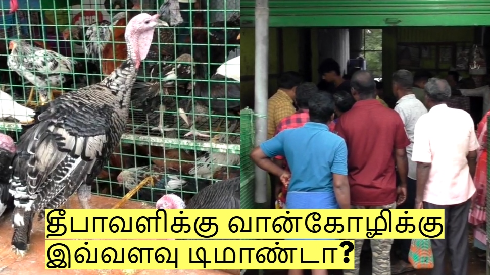 தீபாவளிக்கு வான்கோழிக்கு இவ்வளவு டிமாண்டா? ஒரு கிலோ எவ்வளவு? தீபாவளிக்கு வான்கோழிக்கு இவ்வளவு டிமாண்டா? ஒரு கிலோ எவ்வளவு?