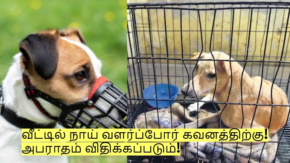வீட்டில் நாய் வளர்ப்போர் கவனத்திற்கு! தமிழக அரசின் முக்கிய அறிவிப்பு! அபராதம் விதிக்கப்படும்! வீட்டில் நாய் வளர்ப்போர் கவனத்திற்கு! தமிழக அரசின் முக்கிய அறிவிப்பு! அபராதம் விதிக்கப்படும்!