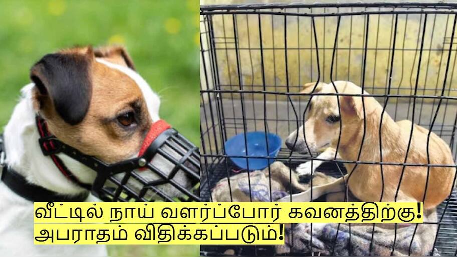 வீட்டில் நாய் வளர்ப்போர் கவனத்திற்கு! தமிழக அரசின் முக்கிய அறிவிப்பு! அபராதம் விதிக்கப்படும்!