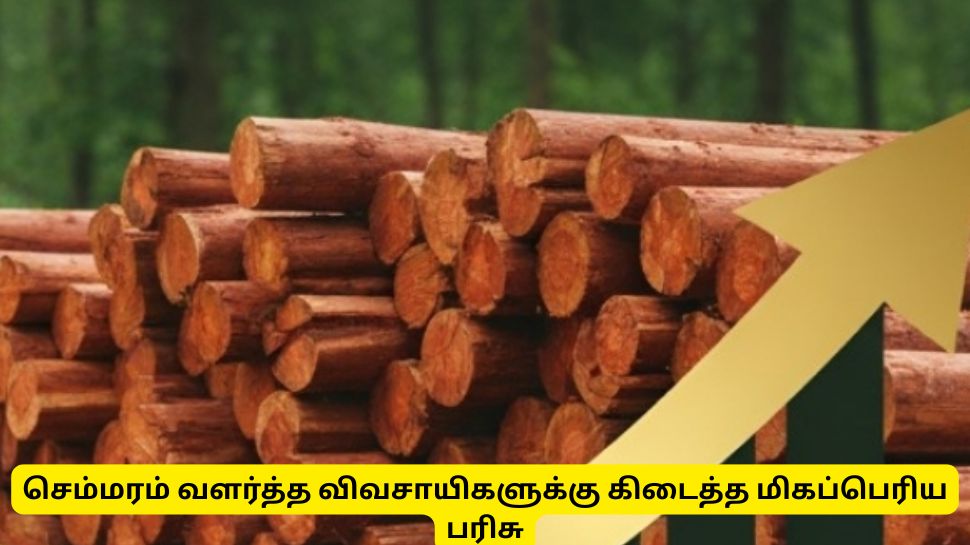 செம்மரம் வளர்த்த தமிழக விவசாயிகளுக்கு ஜாக்பாட்! - ரூ. 55 லட்சம் பரிமாற்றம்! செம்மரம் வளர்த்த தமிழக விவசாயிகளுக்கு ஜாக்பாட்! - ரூ. 55 லட்சம் பரிமாற்றம்!