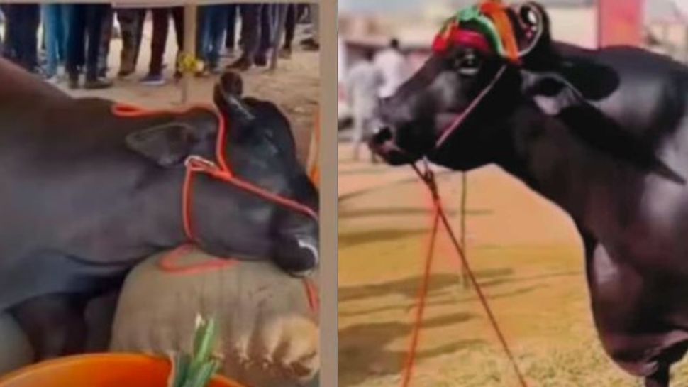 ரூ.21 கோடி மதிப்பிலான எருமை உயிரிழப்பு! கண்காட்சியில் நேர்ந்த அதிர்ச்சி.. ரூ.21 கோடி மதிப்பிலான எருமை உயிரிழப்பு! கண்காட்சியில் நேர்ந்த அதிர்ச்சி..