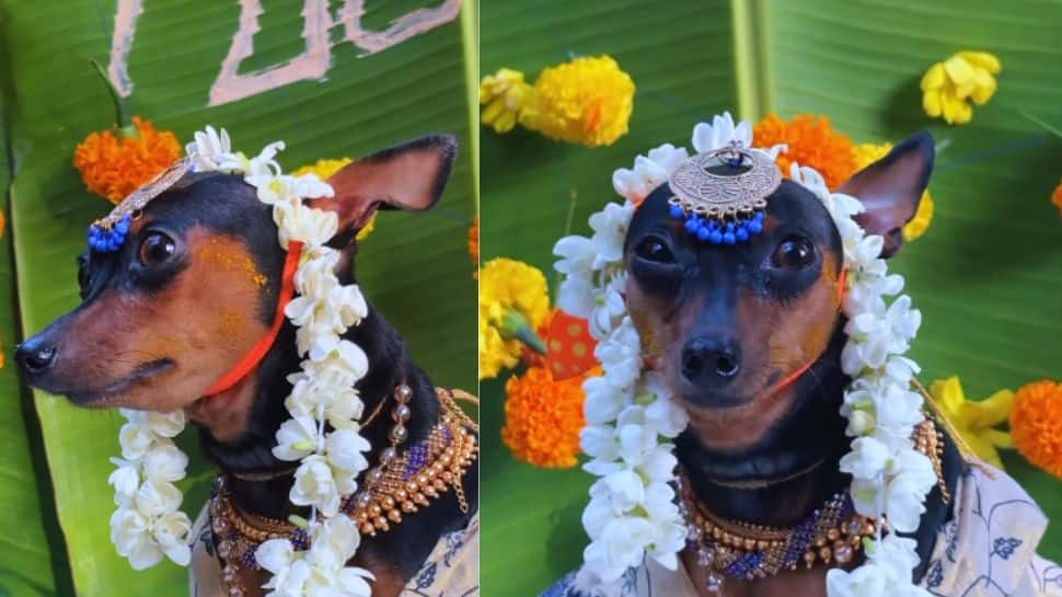 கர்ப்பமான நாய்..வளைகாப்பு நடத்திய உரிமையாளர்! வைரலாகும் வீடியோ..