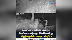 சிறுத்தையின் வைரல் வீடியோ
