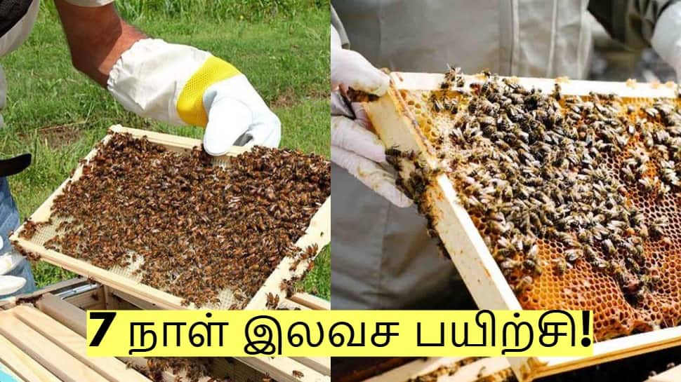 தேன் மூலம் லட்சங்களில் வருமானம்! 7 நாள் இலவச பயிற்சி - யார் யார் கலந்து கொள்ளலாம்?