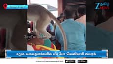 பக்தர்கள் மீது ஏறி குரங்குகள் சேட்டை: வைரல் வீடியோ