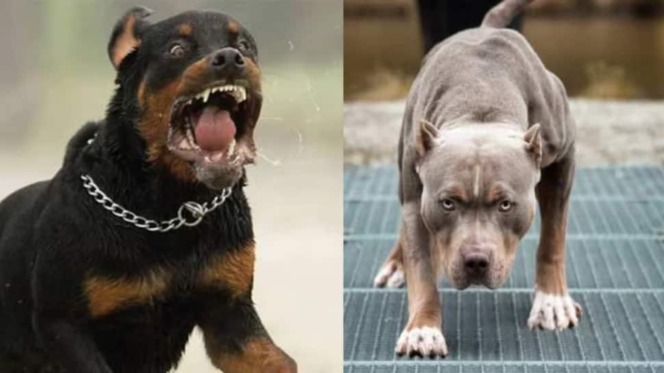 சென்னையில் இந்த 2 வகை நாய்களை வளர்க்க தடை... மீறினால் அபராதம் - நாளை முதல் அமல்!