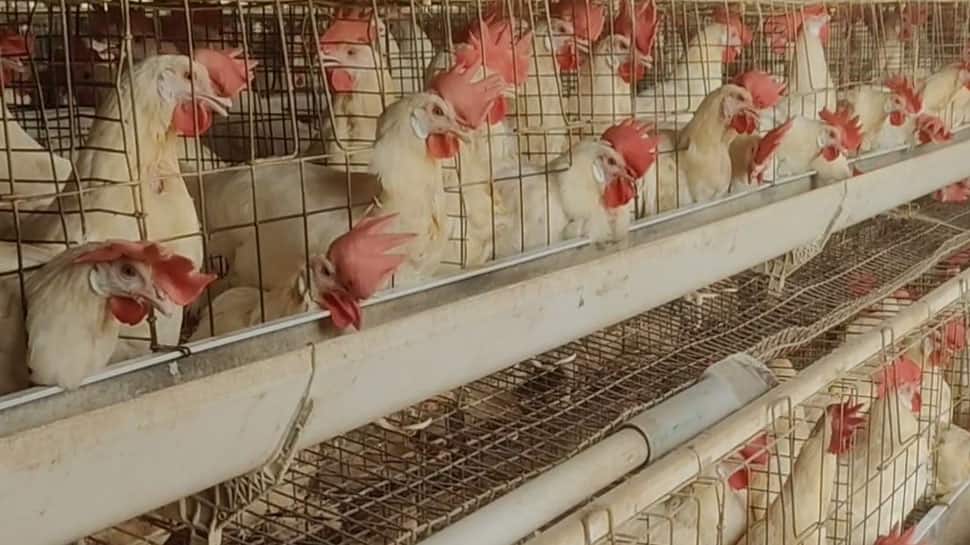 சிக்கனுக்கு சிக்கல் வருமா? நாமக்கல் பண்ணைகளில் 'பயோ செக்யூரிட்டி' அலர்ட்!