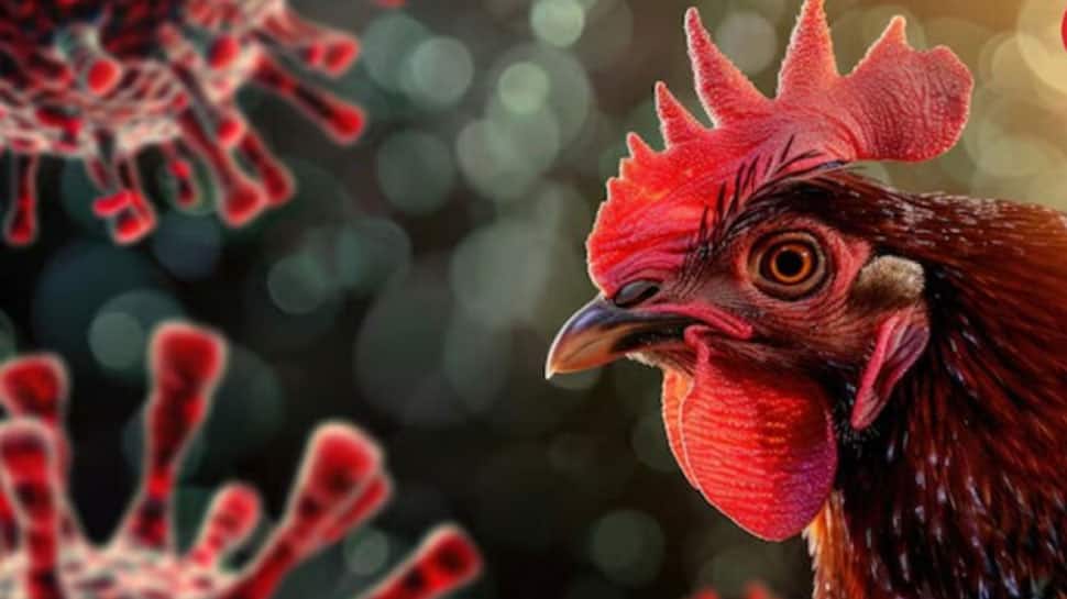 பறவை காய்ச்சல் எதிரொலி : தமிழக - கேரளா எல்லையில் தீவிர கண்காணிப்பு