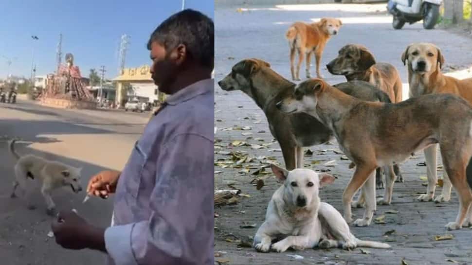 500 தெருநாய்கள் படுகொலை... அதுவும் விஷ ஊசி போட்டு... பரபரப்பை கிளப்பிய வீடியோ!