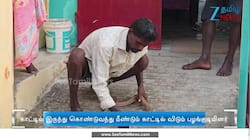 நல்ல பாம்பை வீடு வீடாகக் கொண்டுசென்று விநோதமான சடங்கு